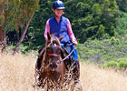 Equestrian